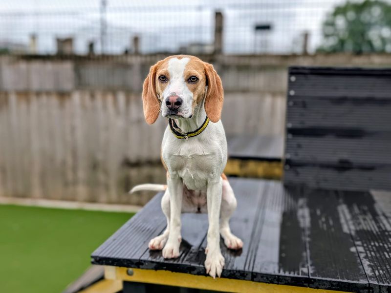 undefined | Beagle | undefined - 2