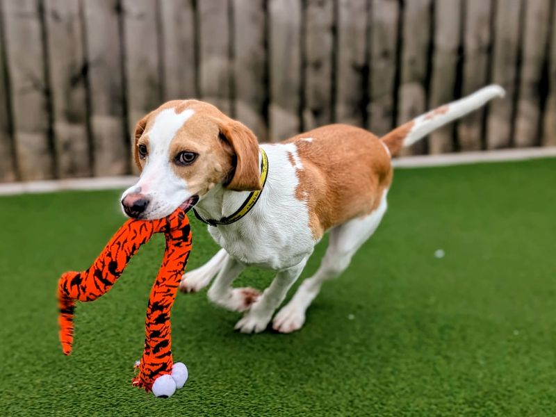 undefined | Beagle | undefined - 5