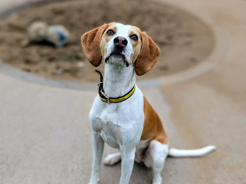 undefined | Beagle | undefined - 3