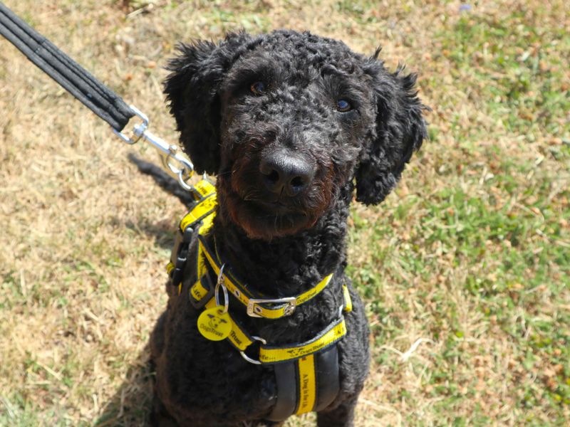 Charlie | Poodle (Miniature) | Harefield West London - 4