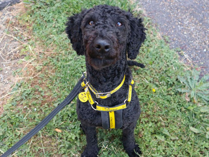 Charlie | Poodle (Miniature) | Harefield West London - 5