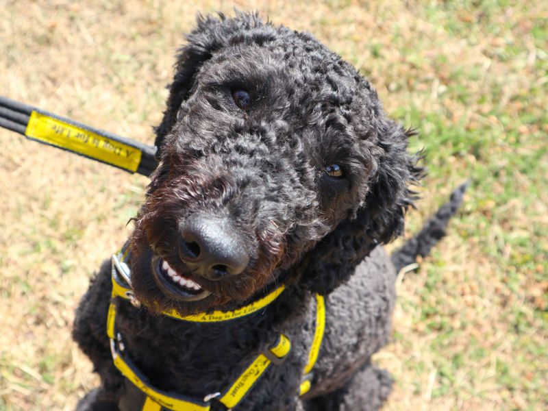 Charlie | Poodle (Miniature) | Harefield West London - 2