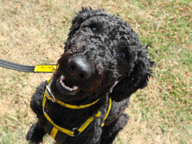 Charlie | Poodle (Miniature) | Harefield West London - 3