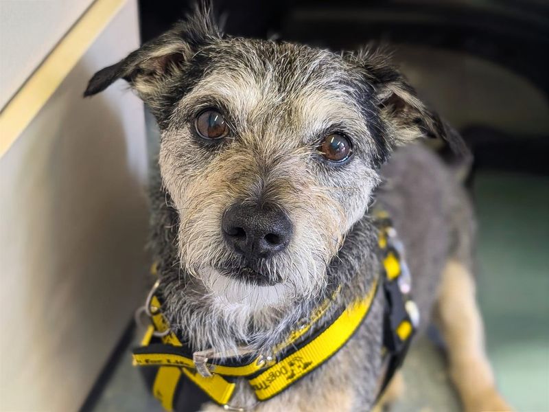 undefined | Dachshund (Wire Haired) | undefined - 2