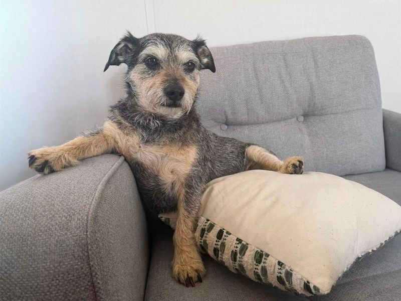 undefined | Dachshund (Wire Haired) | undefined - 6