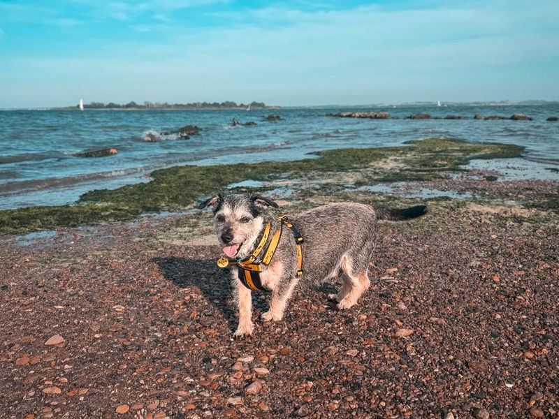 undefined | Dachshund (Wire Haired) | undefined - 8