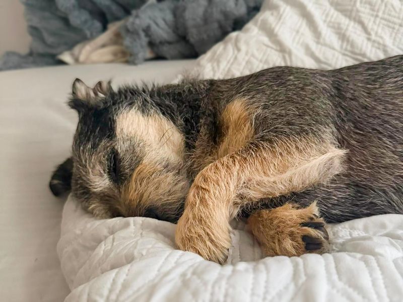 undefined | Dachshund (Wire Haired) | undefined - 7