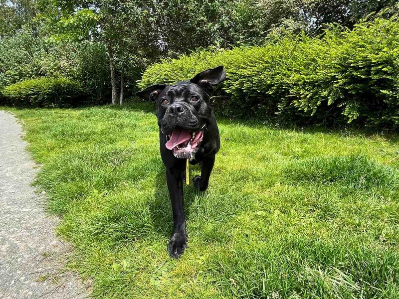undefined | Italian Corso Dog | undefined - 2