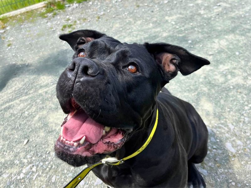 undefined | Italian Corso Dog | undefined - 4