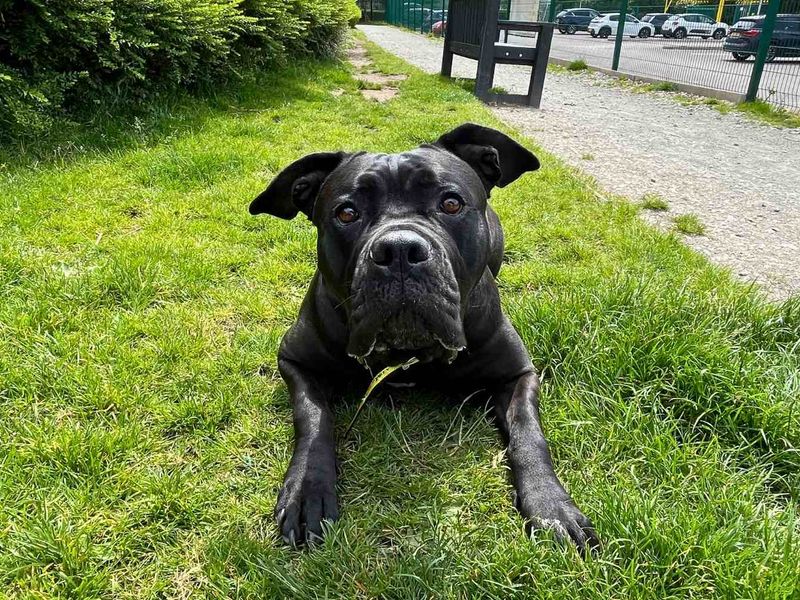 undefined | Italian Corso Dog | undefined - 3