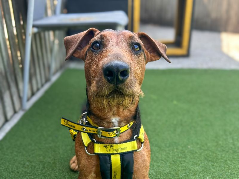 Alfie | Terrier (Lakeland) Cross | Basildon (Essex) - 1