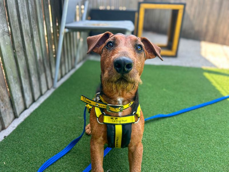 Alfie | Terrier (Lakeland) Cross | Basildon (Essex) - 2