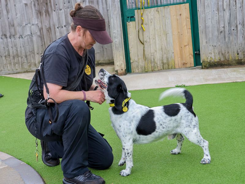 Dobbie - Image 4 of 7
