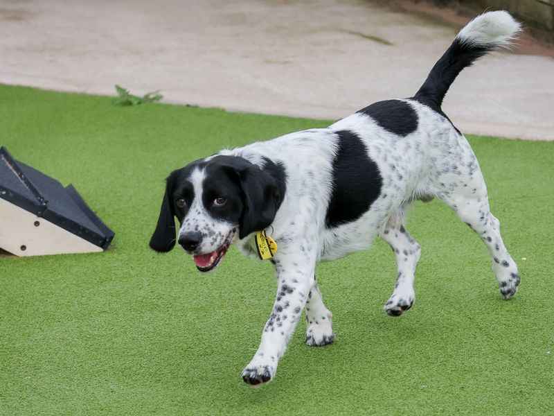 Dobbie - Image 7 of 7
