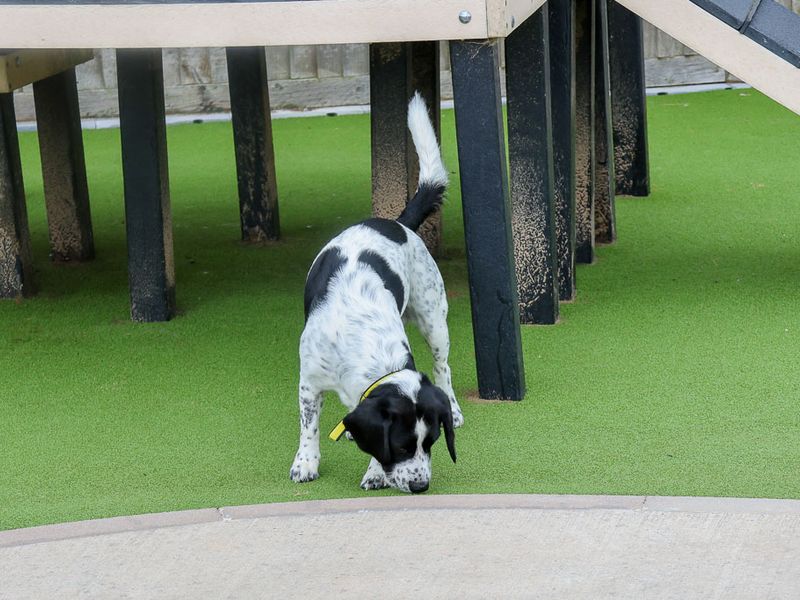 Dobbie - Image 3 of 7