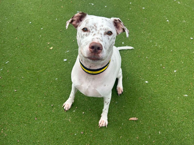 undefined | Terrier (Staffordshire Bull) Cross | undefined - 3