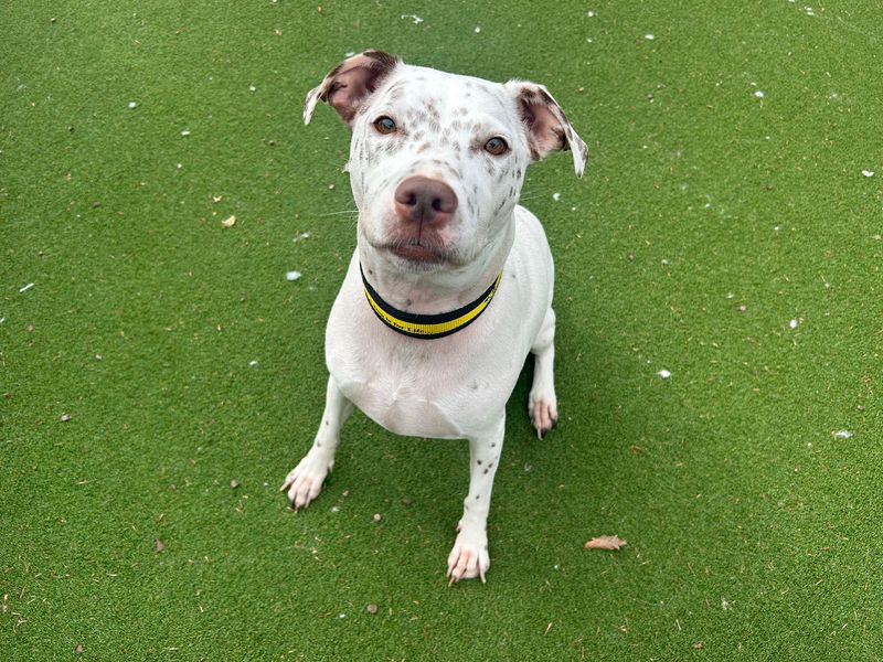 undefined | Terrier (Staffordshire Bull) Cross | undefined - 1