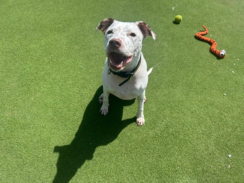 undefined | Terrier (Staffordshire Bull) Cross | undefined - 2