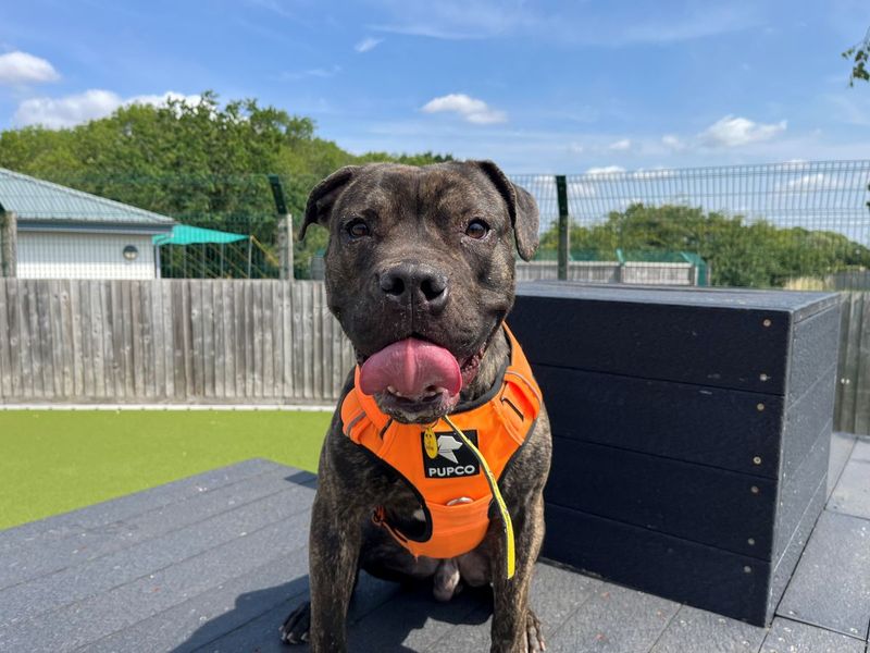 Ash | Crossbreed | Evesham (Worcestershire) - 4