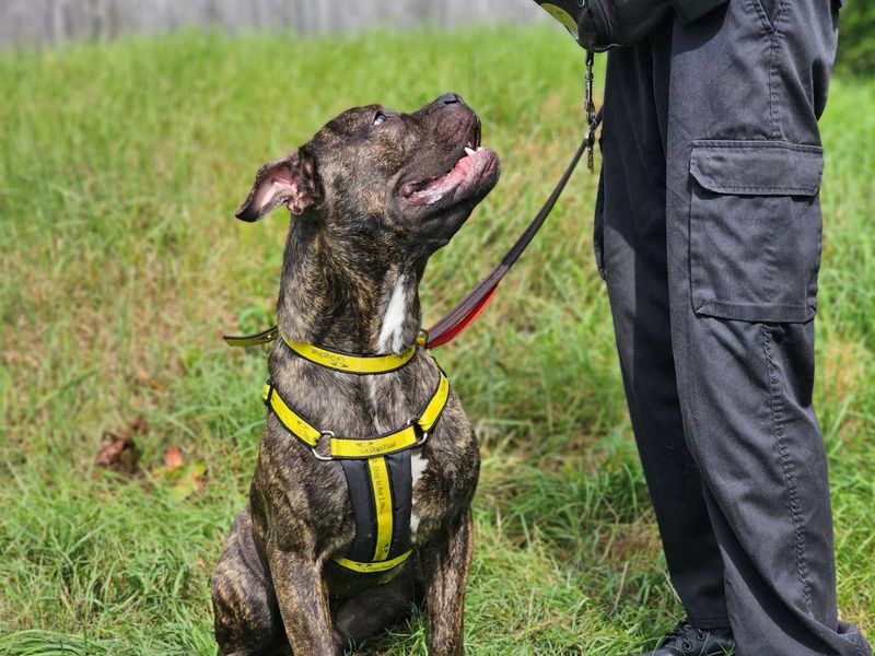 Ash | Crossbreed | Evesham (Worcestershire) - 3