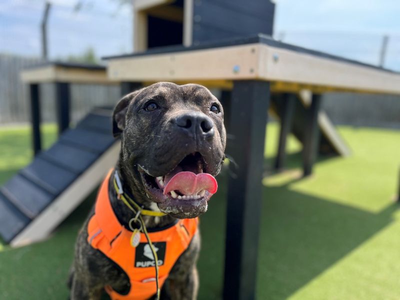Ash | Crossbreed | Evesham (Worcestershire) - 1