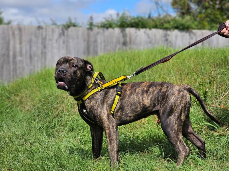 Ash | Crossbreed | Evesham (Worcestershire) - 2