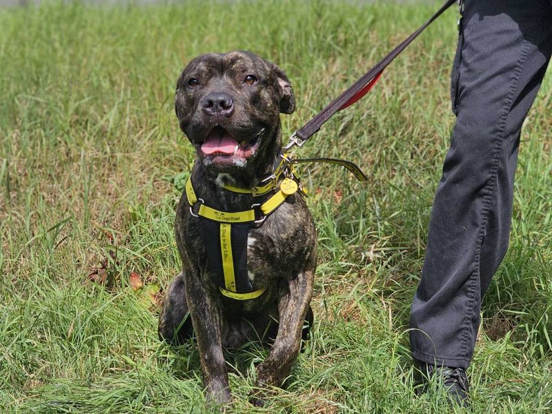 Ash | Crossbreed | Evesham (Worcestershire) - 5
