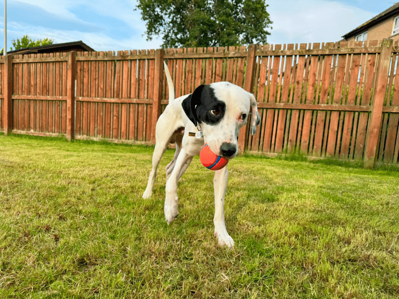 Bruno | Terrier (Staffordshire Bull) Cross | Dundee - 2