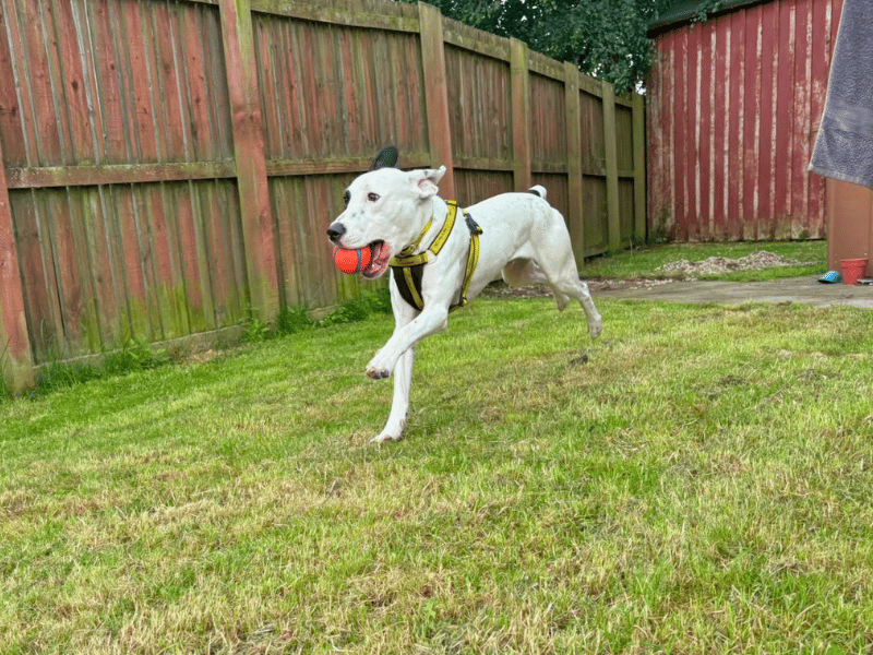 Bruno - Image 6 of 6