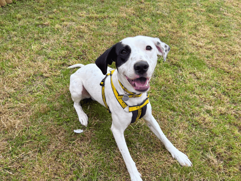Bruno - Image 5 of 6