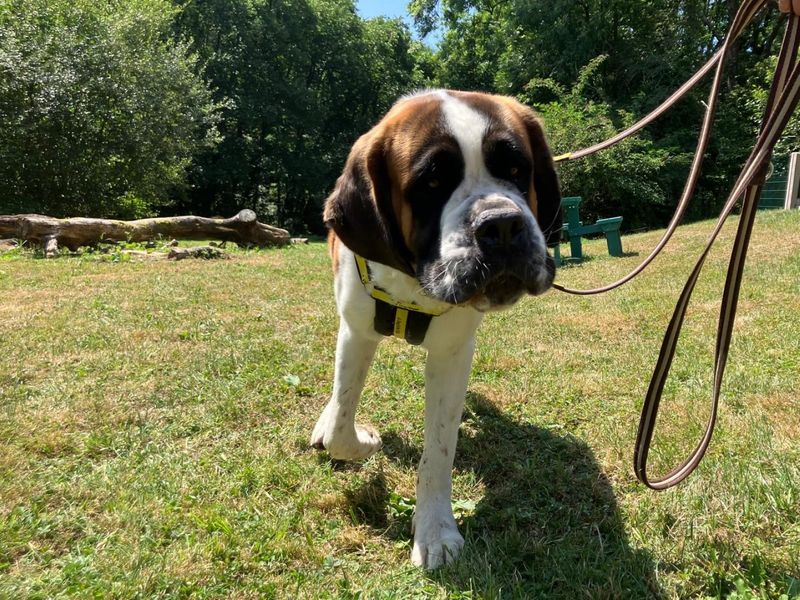 ELTON | St Bernard | Ilfracombe - 1