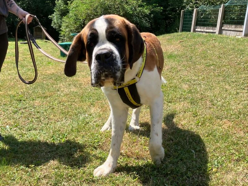 ELTON | St Bernard | Ilfracombe - 5