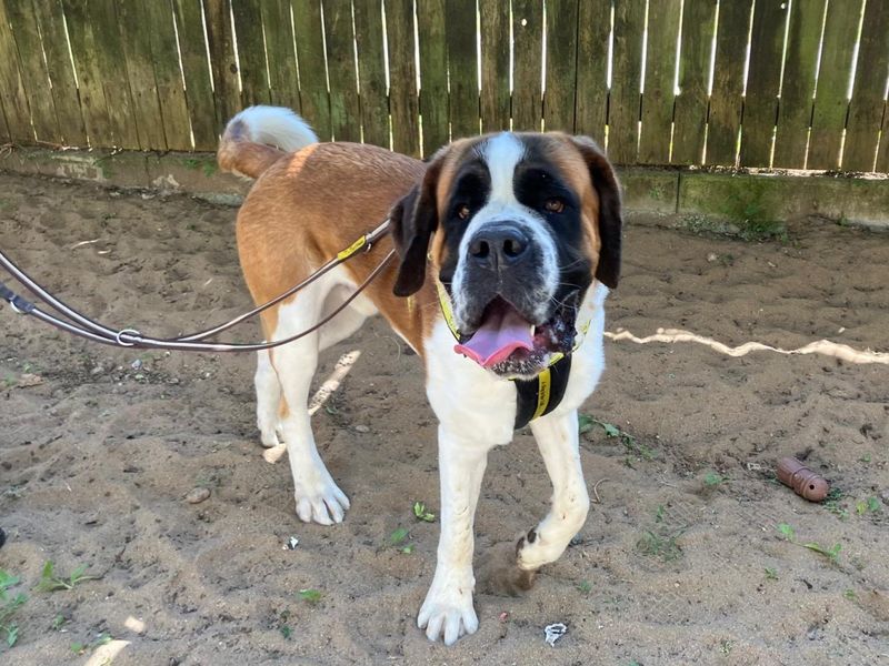 ELTON | St Bernard | Ilfracombe - 2
