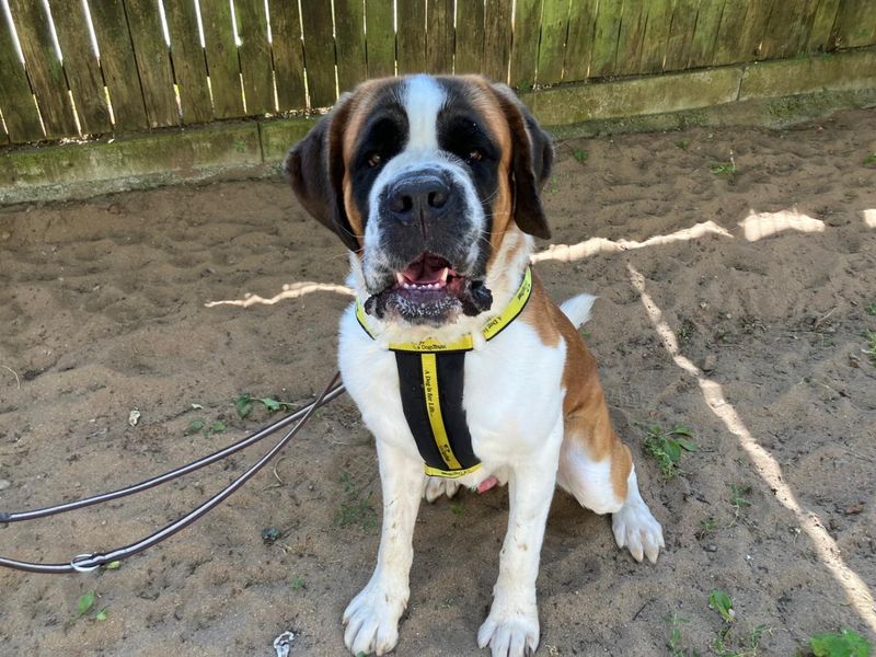 ELTON | St Bernard | Ilfracombe - 4