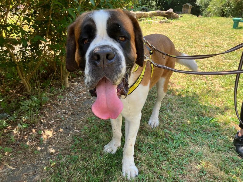 ELTON | St Bernard | Ilfracombe - 3