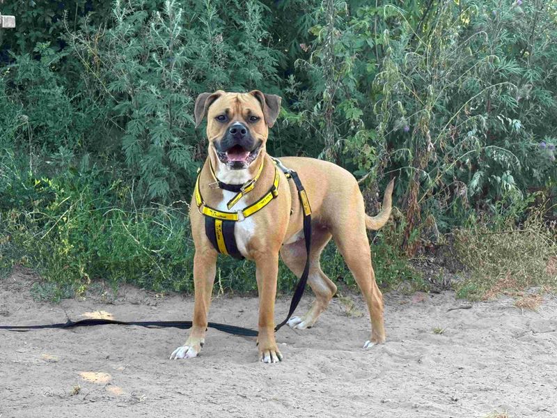 American Bulldog Dogs And Puppies For Adoption