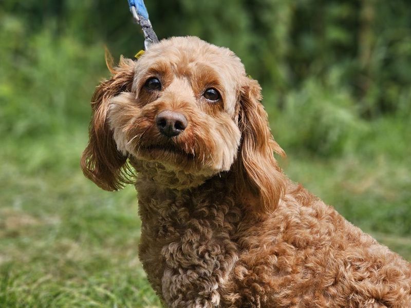 Poodle Dogs And Puppies For Adoption