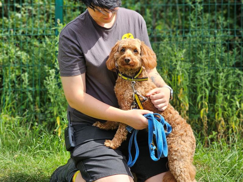 Cassie - Image 2 of 3