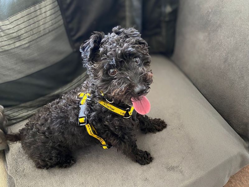 Poodle Dogs And Puppies For Adoption