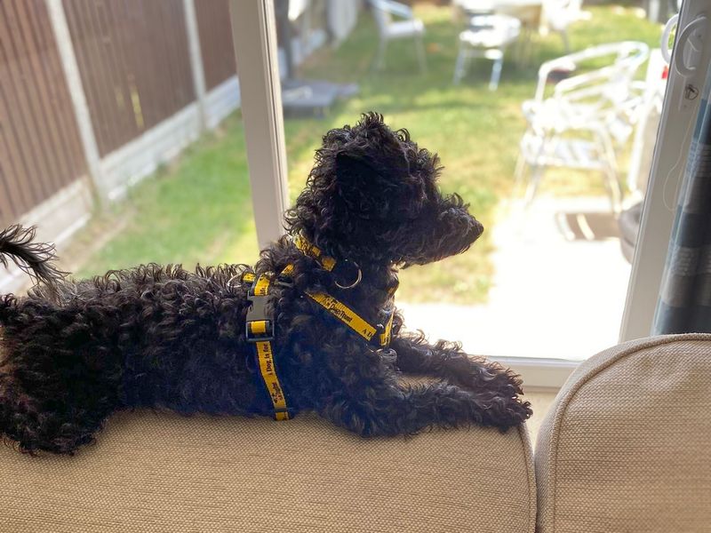 Dolly | Poodle (Toy) Cross | Basildon (Essex) - 2