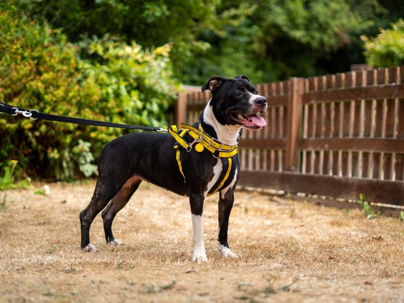 Athena | American Bulldog Cross | Newbury (Berkshire) - 4