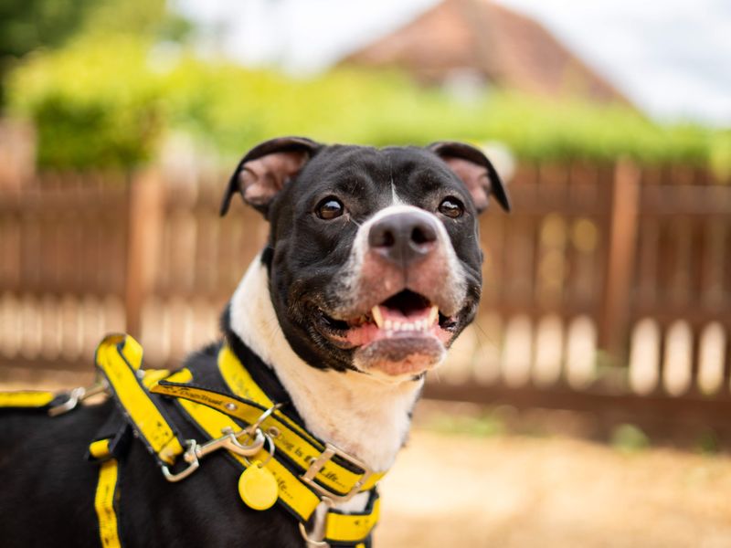 Athena | American Bulldog Cross | Newbury (Berkshire) - 1