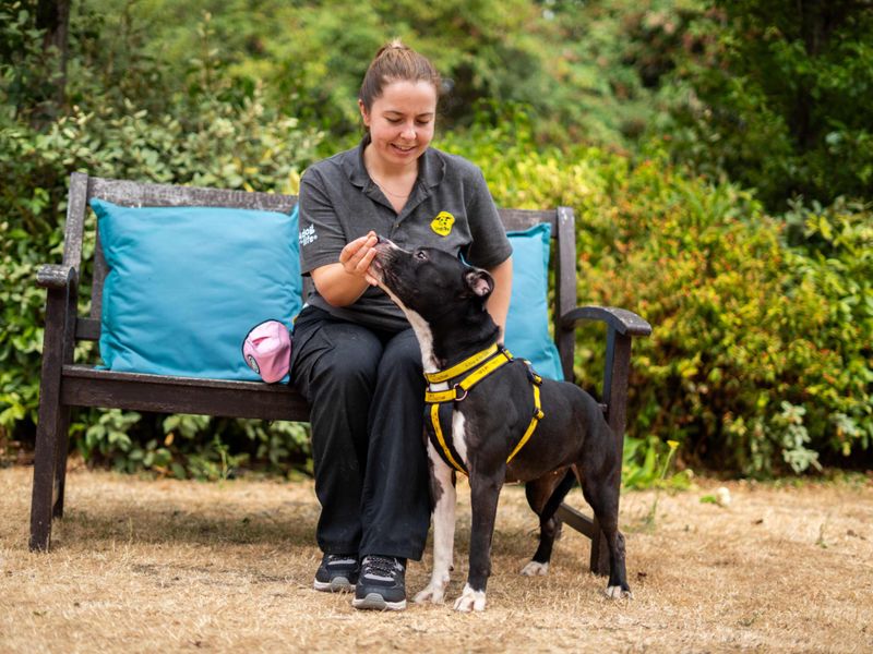 Athena | American Bulldog Cross | Newbury (Berkshire) - 3