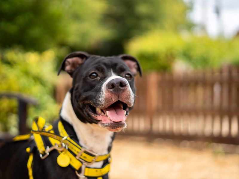 Athena | American Bulldog Cross | Newbury (Berkshire) - 7