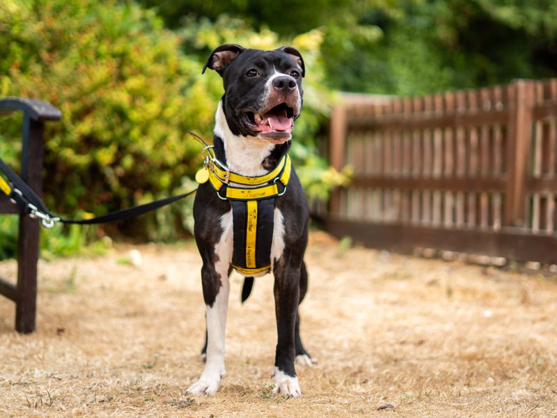 Athena | American Bulldog Cross | Newbury (Berkshire) - 6