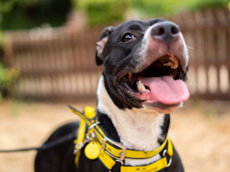 Athena | American Bulldog Cross | Newbury (Berkshire) - 5
