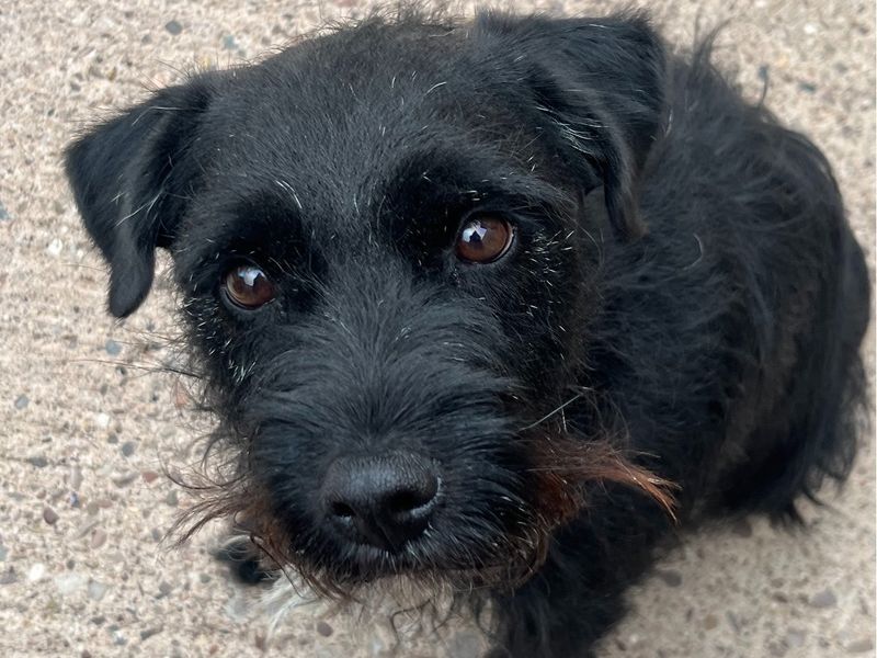 Denzel | Terrier (Border) Cross | Shrewsbury (Shropshire) - 2
