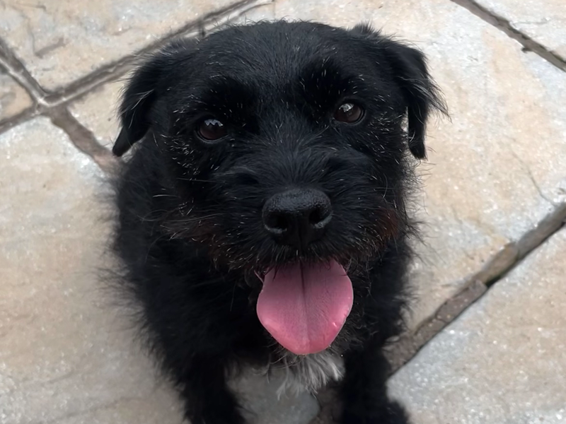 Denzel | Terrier (Border) Cross | Shrewsbury (Shropshire) - 1