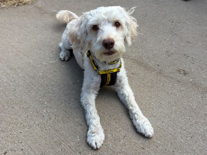 Poodle Dogs And Puppies For Adoption