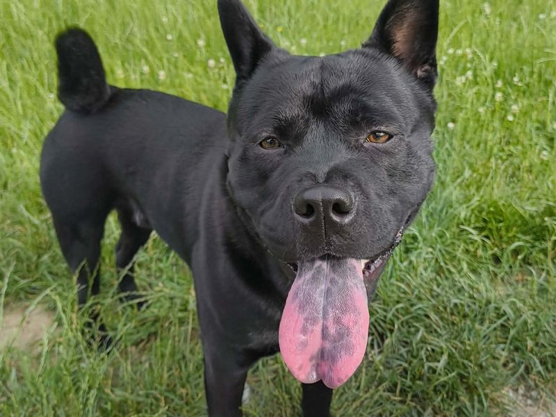 Douglas | Terrier (Staffordshire Bull) Cross | Leeds - 1